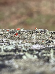 Cladonia cristatella