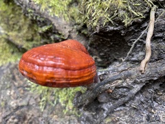 Ganoderma curtisii