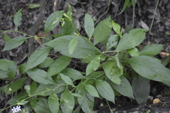 Plumbago zeylanica
