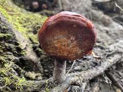 Ganoderma curtisii