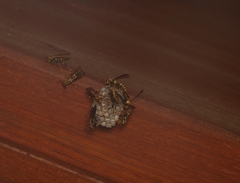 Polistes myersi