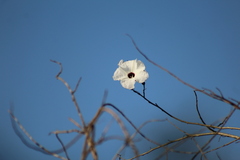 Ipomoea pauciflora