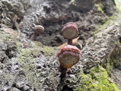 Ganoderma curtisii