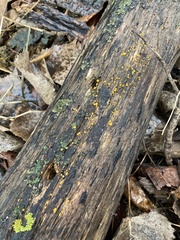 Dacrymyces stillatus
