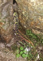 Triturus marmoratus