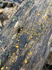 Dacrymyces stillatus