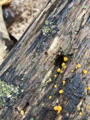 Dacrymyces stillatus