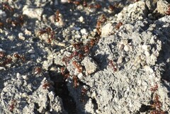 Pogonomyrmex barbatus