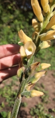 Sacoila lanceolata