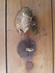 Suillus viscidus