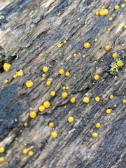 Dacrymyces stillatus