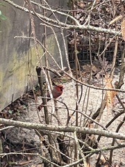 Cardinalis cardinalis