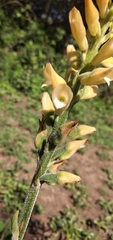 Sacoila lanceolata