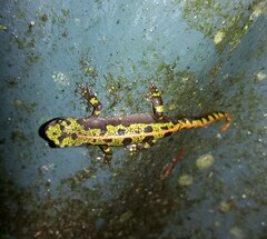 Triturus marmoratus