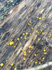 Dacrymyces stillatus