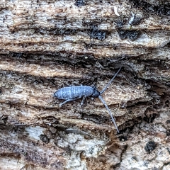 Entomobryidae