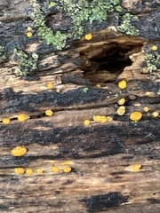 Dacrymyces stillatus