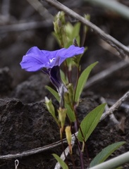 Convolvulaceae