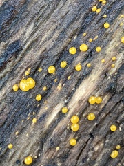 Dacrymyces stillatus