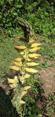 Sacoila lanceolata