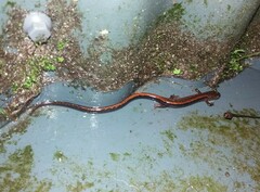 Chioglossa lusitanica