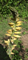 Sacoila lanceolata