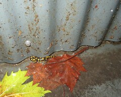 Chioglossa lusitanica
