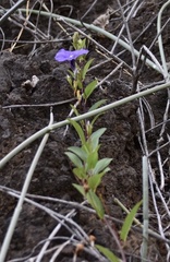 Convolvulaceae
