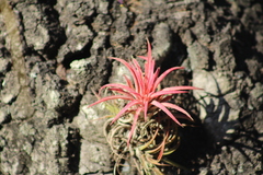Tillandsia ionantha