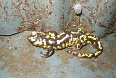 Salamandra salamandra gallaica