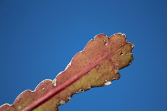 Epiphyllum phyllanthus