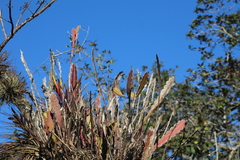 Epiphyllum phyllanthus