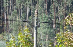 Buteo buteo