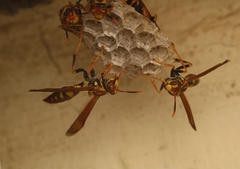 Polistes myersi