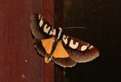 Neotuerta lycaon