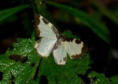 Lomaspilis marginata