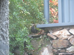 Turdus merula