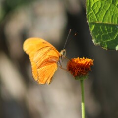 Dryas iulia moderata