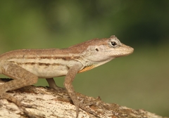 Anolis lineatus