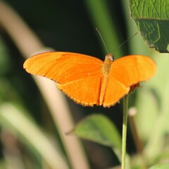 Dryas iulia moderata