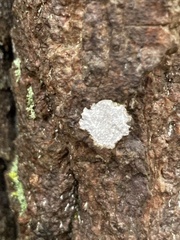 Cyphellaceae