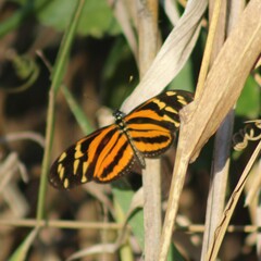 Eueides isabella eva