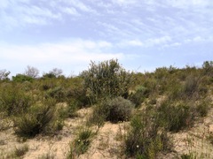 Leucospermum rodolentum