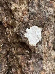 Cyphellaceae