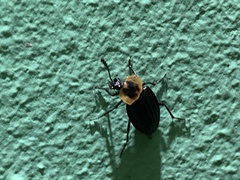 Oxelytrum discicolle