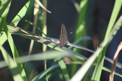 Eurema daira