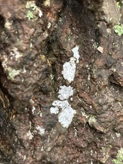 Cyphellaceae