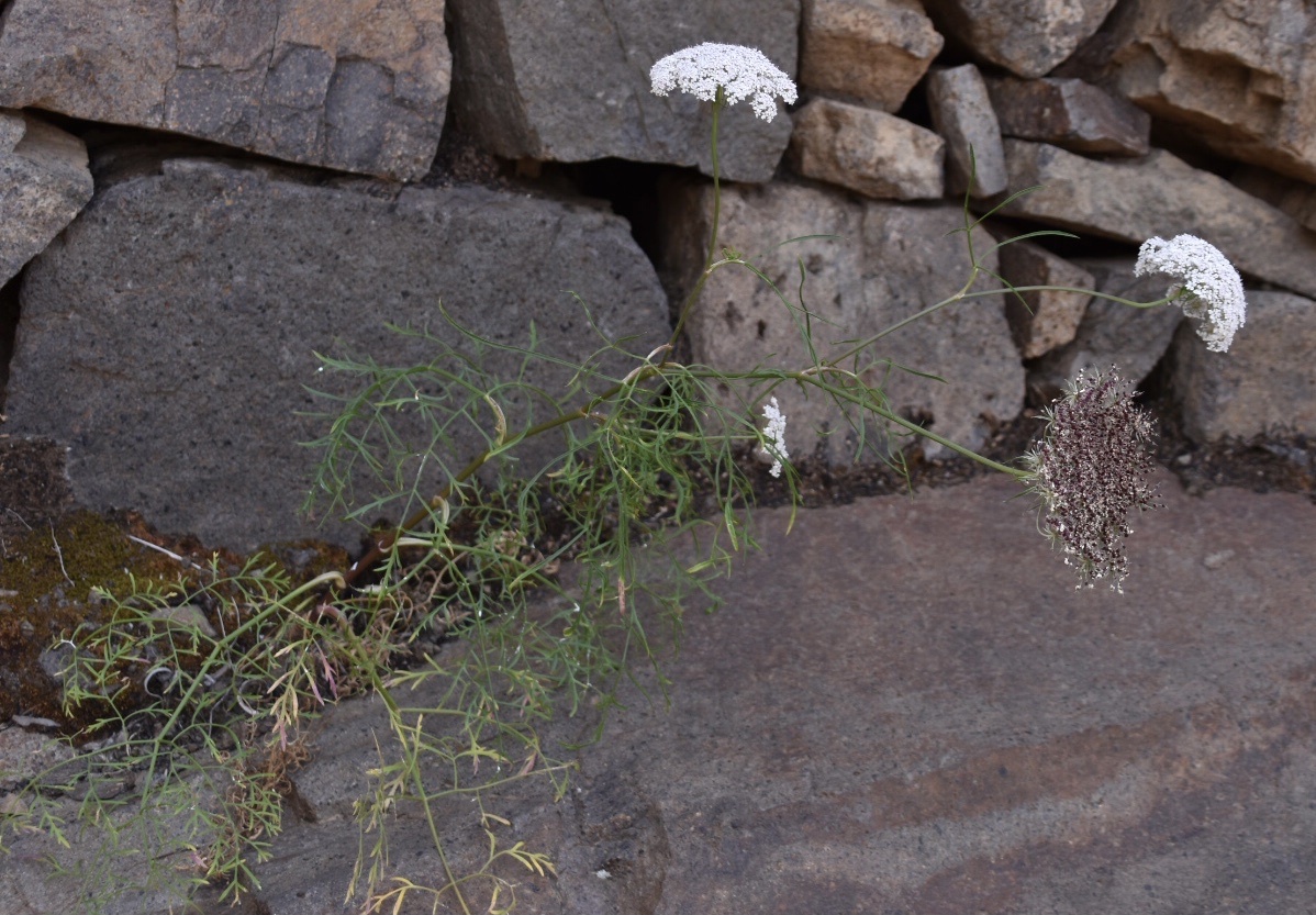 Imagem de Daucus insularis