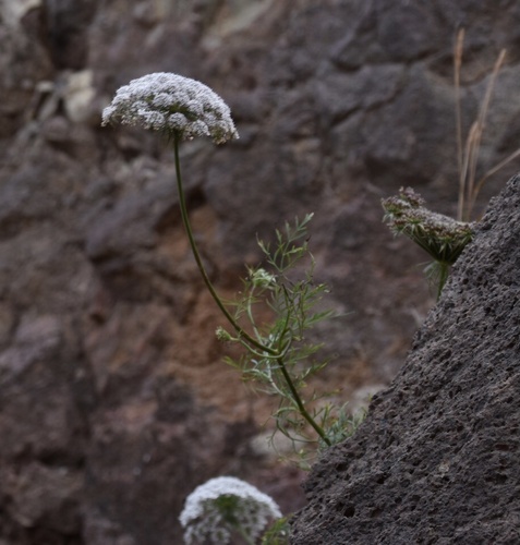 Foto de Daucus insularis