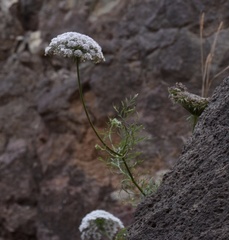 Daucus insularis
